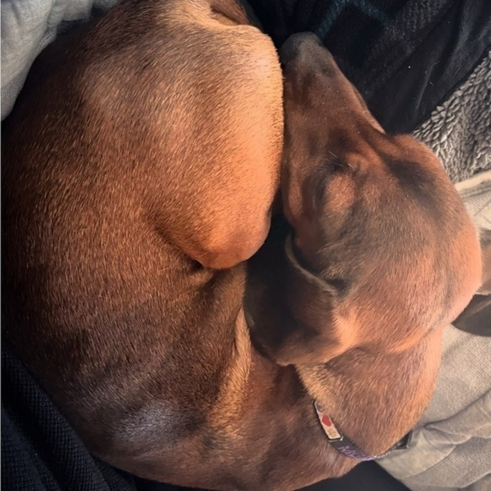 Cozy Brown Doggo 🐶 thrifting makes him tired!